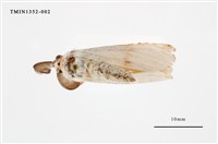 藏品(毒蛾科)的圖片